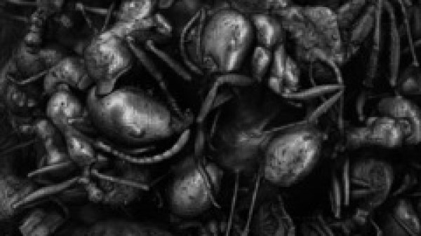 Lea
                                          Liebl, ant colony, 2025 