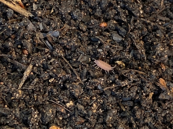 Close-up of a compost