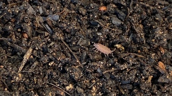 © Vik Bayer Nahaufnahme eines Kompost