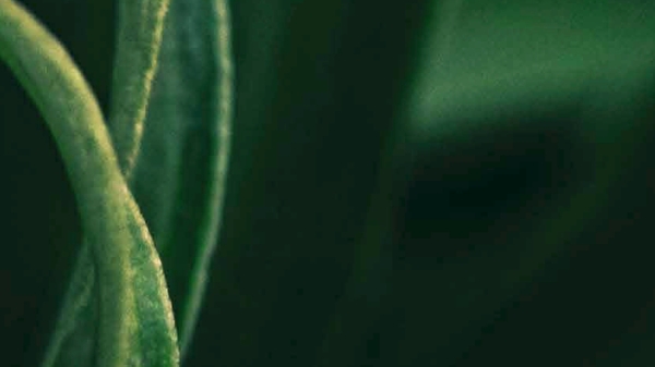 Poster with event information. White letters on green
                                          plants.