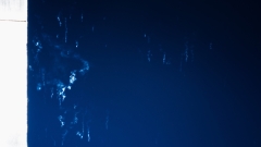 Illustration
                                          of the work avianmortality 2024 by kathrinstumreich