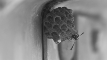 Bienenwarbe