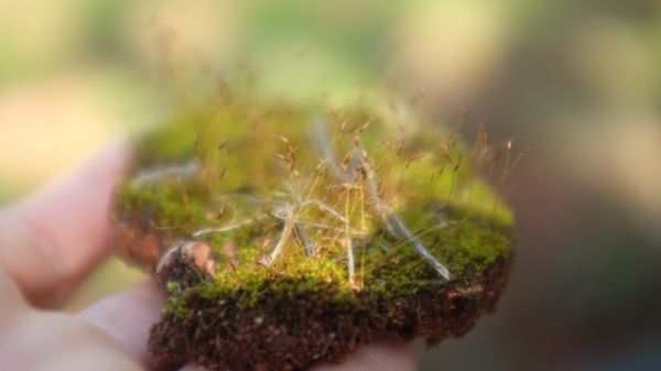 Encaged Freedom
© David Ristic