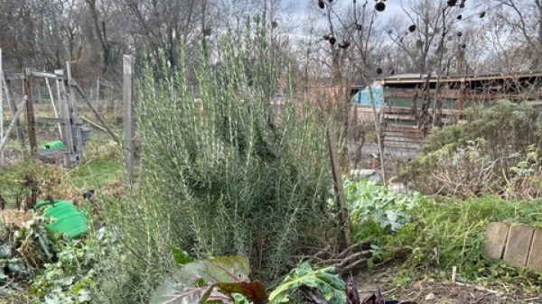 Sigrid Gerl,Kleine Stadtfarm 1.12.25 Wintergarten mit Spinat und Kräutern auf einem
Feld