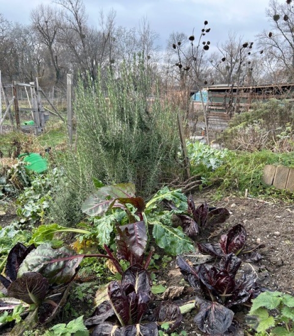 Winter
                                          garden with spinach and herbs in a field